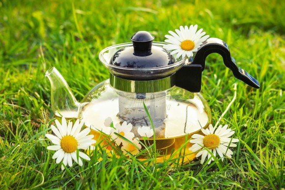Premium Chamomile Infusion Tea in Indirapuram served in a glass teapot with fresh chamomile flowers on green grass